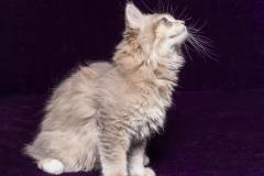 IMG_7269-1-scaled