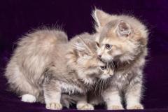 IMG_7271-1-scaled