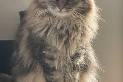 Black-Golden-Torbie-Sanza-1