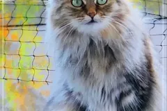 Black-Golden-Torbie-Sanza-10