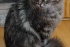 Black-Golden-Torbie-Sanza-2