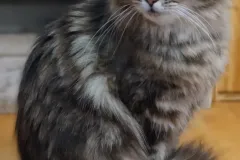 Black-Golden-Torbie-Sanza-3