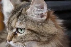 Black-Golden-Torbie-Sanza-4