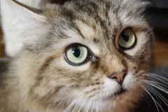 Black-Golden-Torbie-Sanza-5