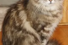 Black-Golden-Torbie-Sanza-6