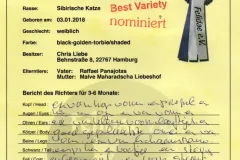 Black-Golden-Torbie-Sanza-7