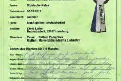 Black-Golden-Torbie-Sanza-8