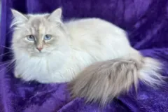 Blue-Silver-Torbie-Snow-White-1