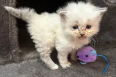 Blue-Silver-Torbie-Snow-White-10