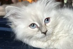 Blue-Silver-Torbie-Snow-White-2