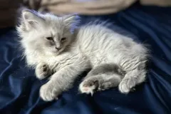 Blue-Silver-Torbie-Snow-White-3