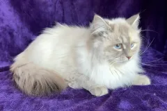 Blue-Silver-Torbie-Snow-White-6
