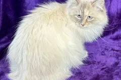 Blue-Silver-Torbie-Snow-White-7