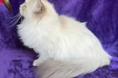 Blue-Silver-Torbie-Snow-White-8