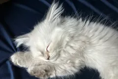 Blue-Silver-Torbie-Snow-White-9