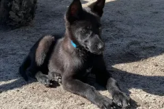 Belgian-Malinois-Spatzi-3
