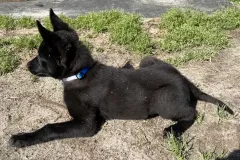 Belgian-Malinois-Spatzi-4