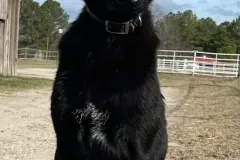Belgian-Malinois-Spatzi-5