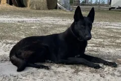 Belgian-Malinois-Spatzi-6