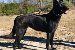 Belgian-Malinois-Spatzi-7