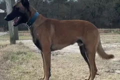 Belgain-Malinois-Teufelchen-1