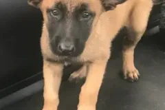 Belgain-Malinois-Teufelchen-2