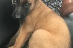 Belgain-Malinois-Teufelchen-3