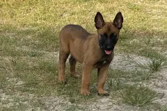 Belgain-Malinois-Teufelchen-4