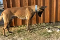 Belgain-Malinois-Teufelchen-5