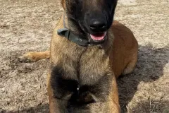 Belgain-Malinois-Teufelchen-6