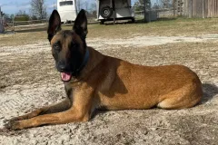 Belgain-Malinois-Teufelchen-7