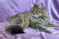 Black-Torbie-Tinker-Bell-1