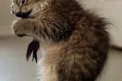 Black-Torbie-Tinker-Bell-10