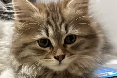 Black-Torbie-Tinker-Bell-2