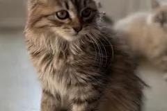 Black-Torbie-Tinker-Bell-3