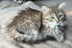 Black-Torbie-Tinker-Bell-4