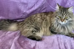 Black-Torbie-Tinker-Bell-5