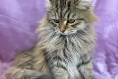 Black-Torbie-Tinker-Bell-6