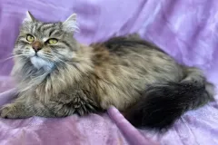 Black-Torbie-Tinker-Bell-7