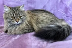 Black-Torbie-Tinker-Bell-8