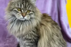 Black-Torbie-Tinker-Bell-9