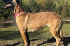 Belgian-Malinois-Valentine-1-