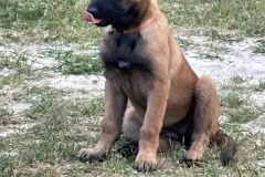Belgian-Malinois-Valentine-2