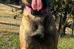 Belgian-Malinois-Valentine-4
