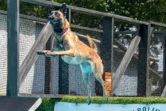 Belgian-Malinois-Valentine-5