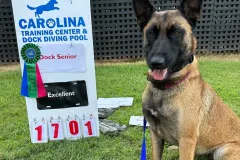Belgian-Malinois-Valentine-6