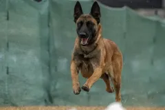 Belgian-Malinois-Valentine-7