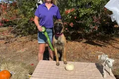 Belgian-Malinois-Valentine-8