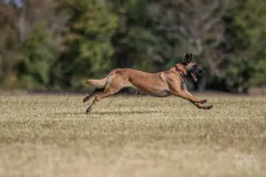 Belgian-Malinois-Valentine-9