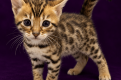 B42C5706-189F-40CF-9279-A52AC4B97381